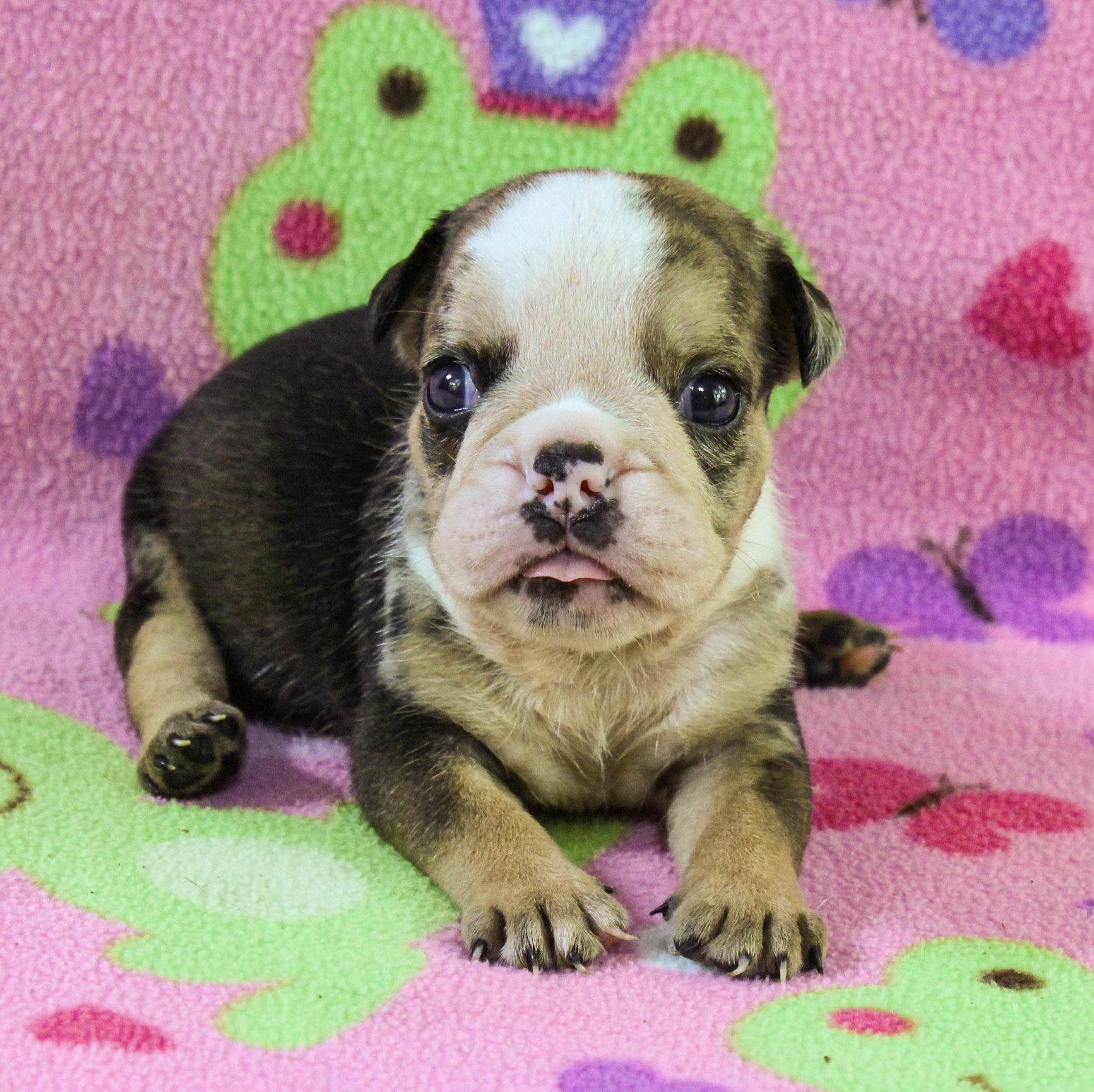 Home of the Smaller AKC English Bulldog Puppies - Newbies