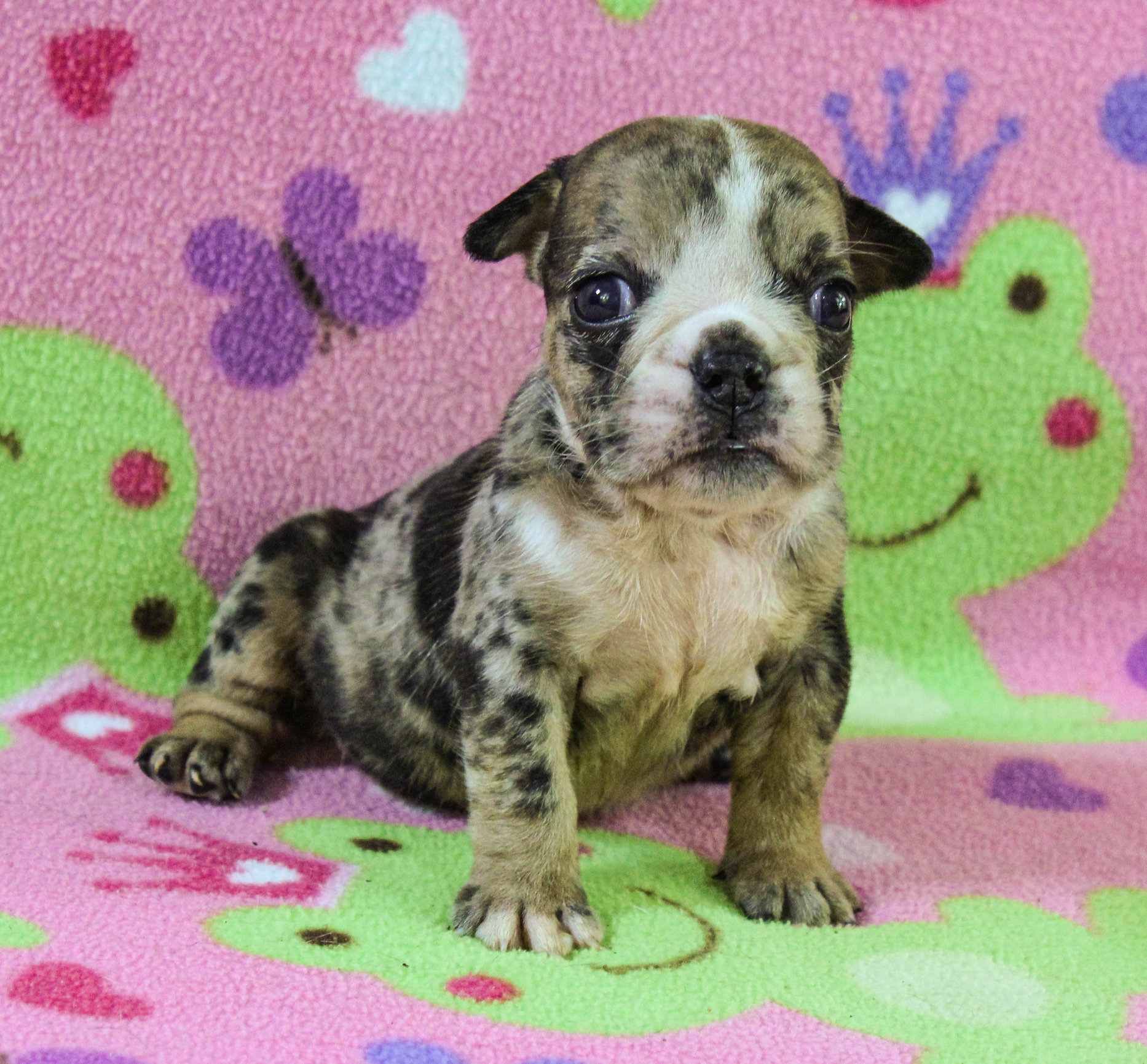 Home of the Smaller AKC English Bulldog Puppies - Newbies