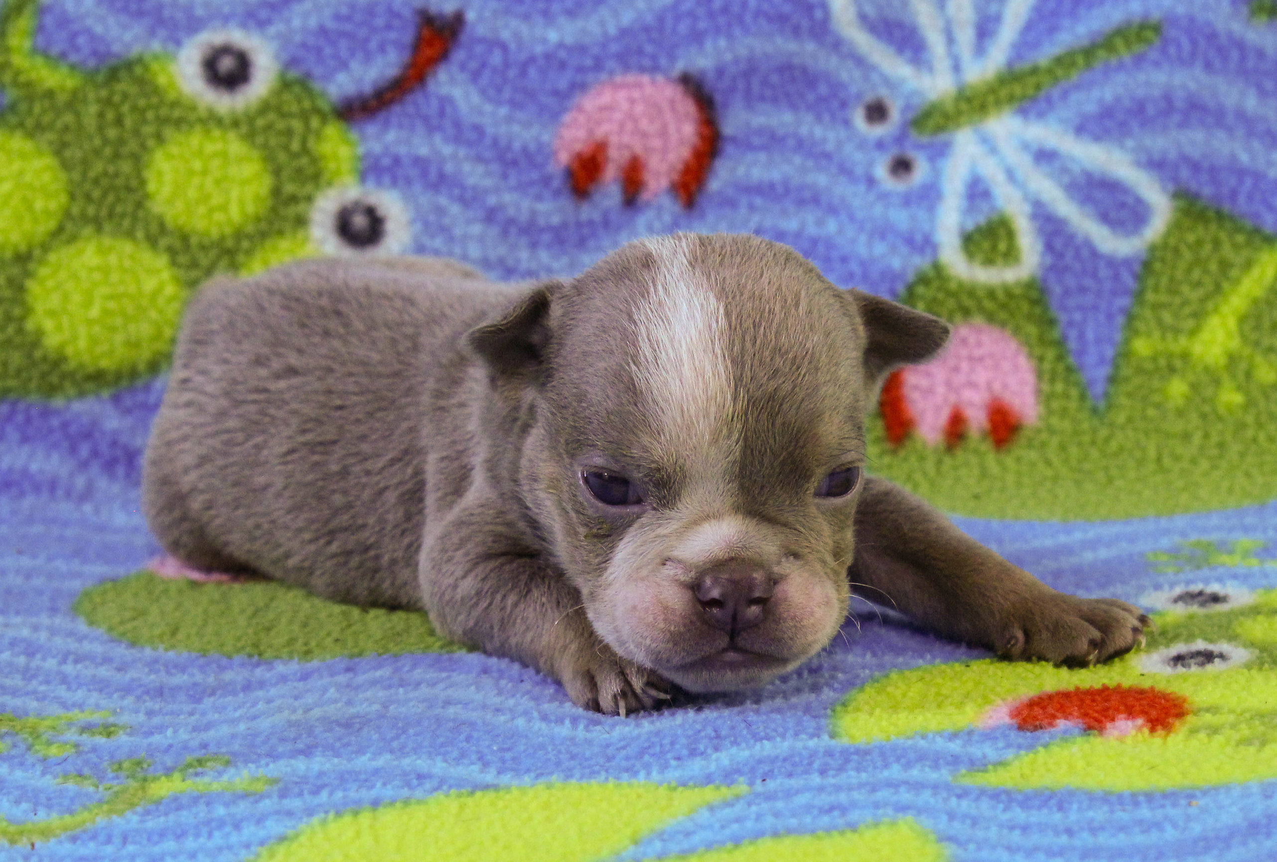 Home of the Smaller AKC English Bulldog Puppies - Newbies