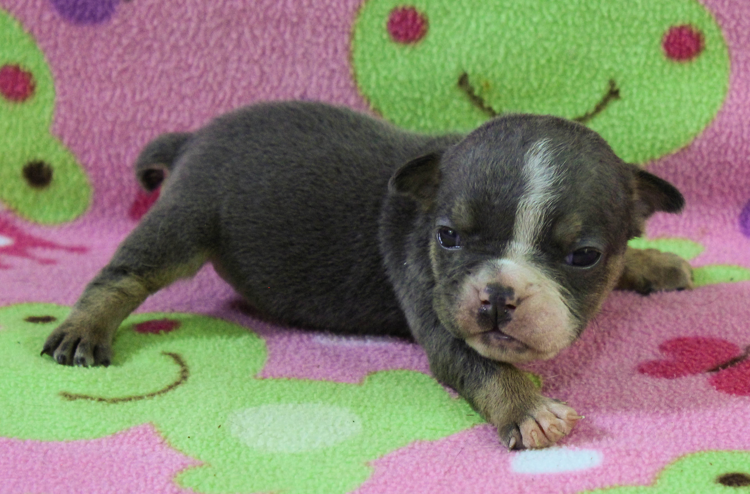 Home of the Smaller AKC English Bulldog Puppies - Newbies