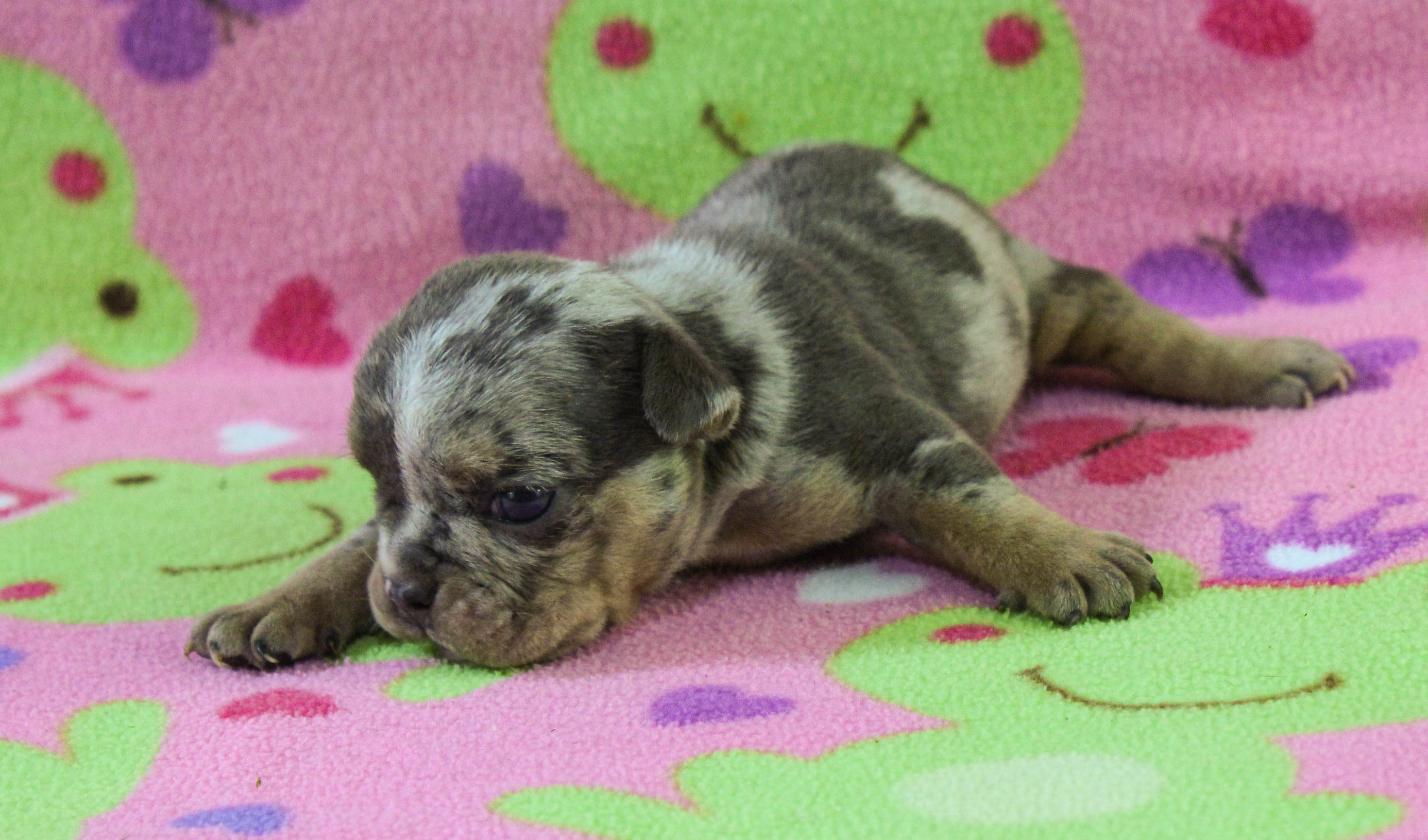 Home of the Smaller AKC English Bulldog Puppies - Newbies