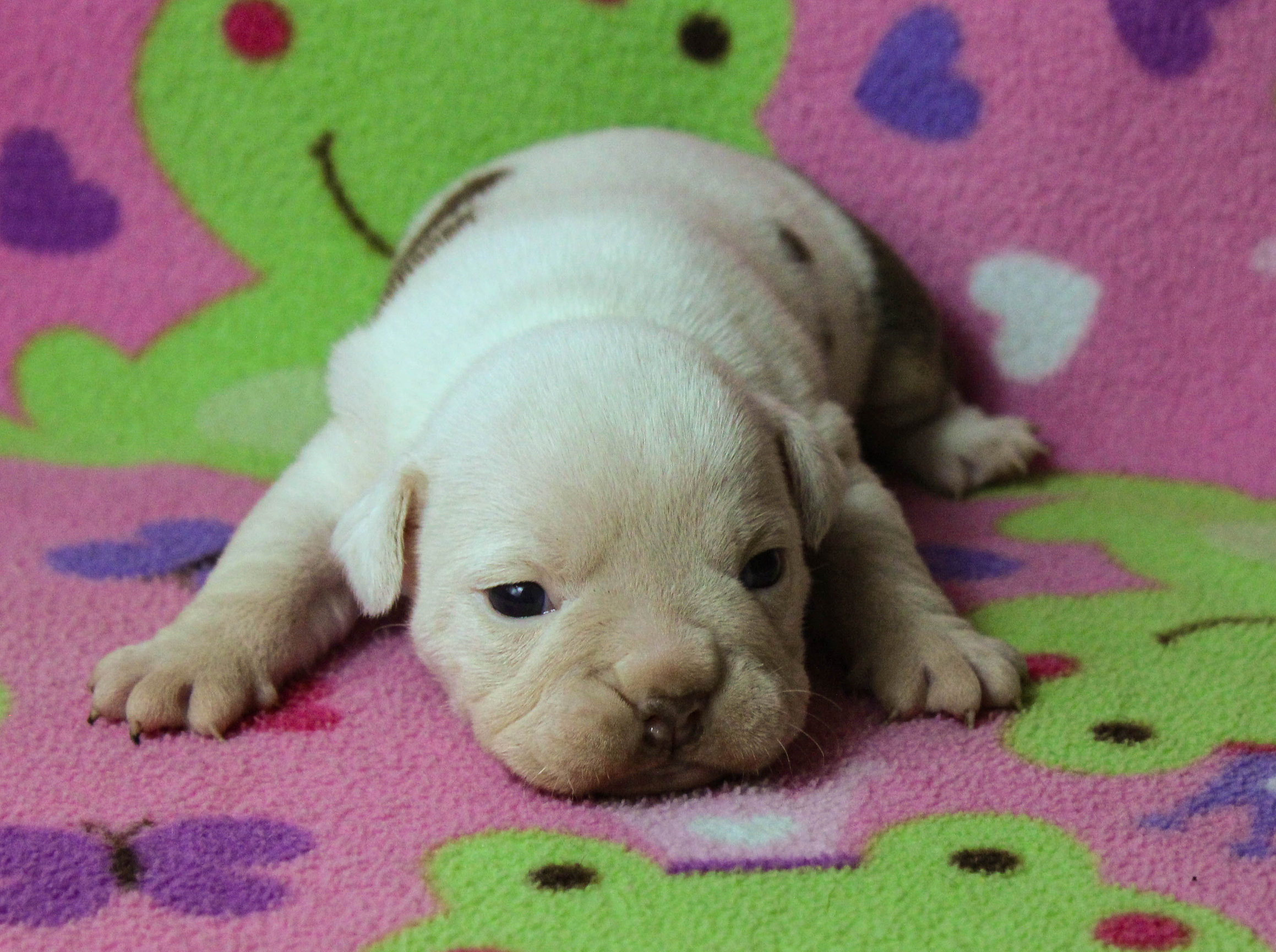 Home of the Smaller AKC English Bulldog Puppies - Newbies