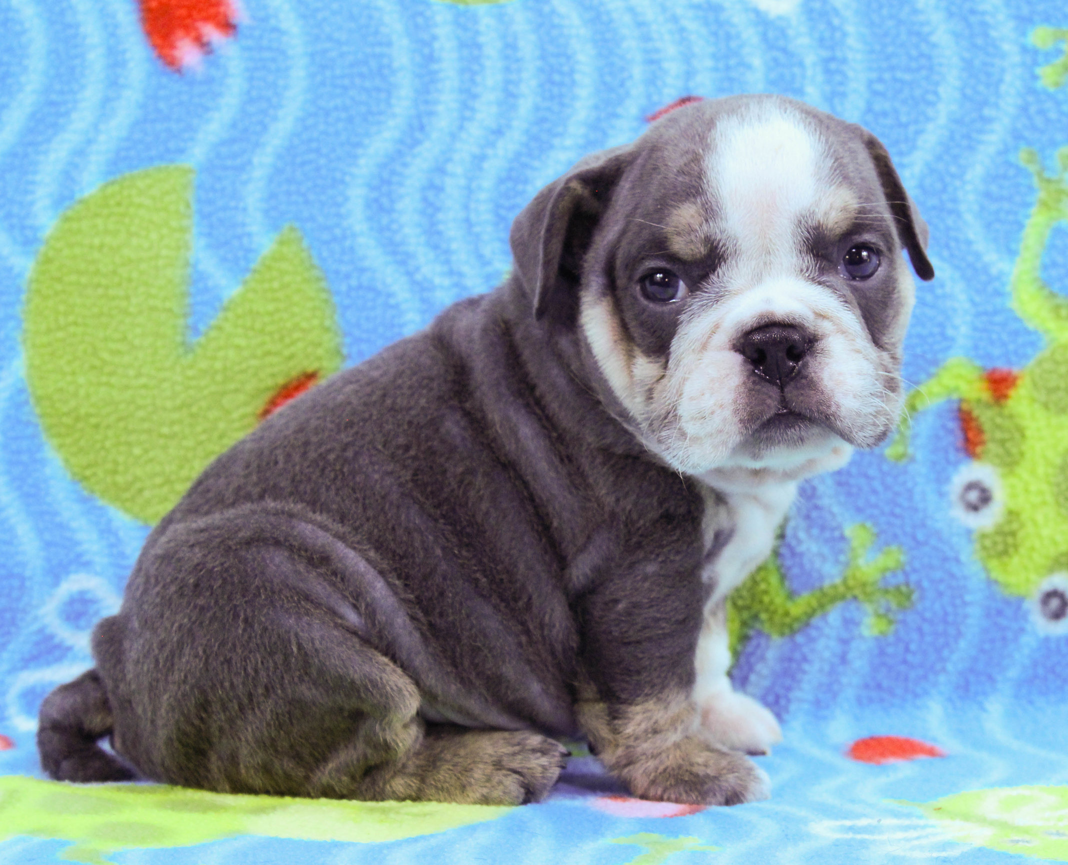 English Bulldogs Puppies - Chunkabull English Bulldogs, image size:2136x1730
