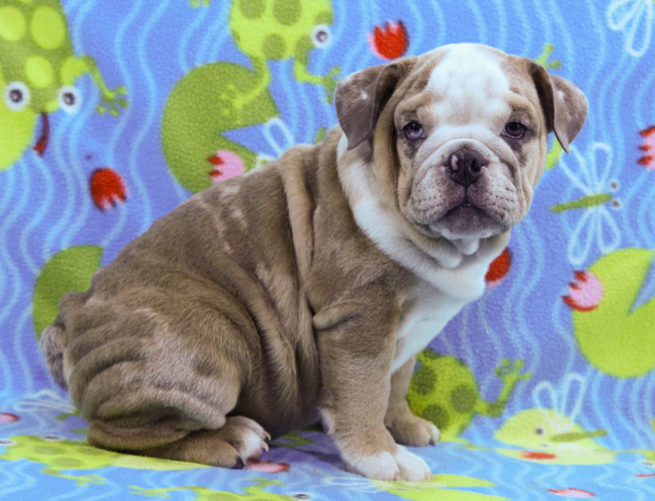 Home of the Smaller AKC English Bulldog Puppies - Newbies