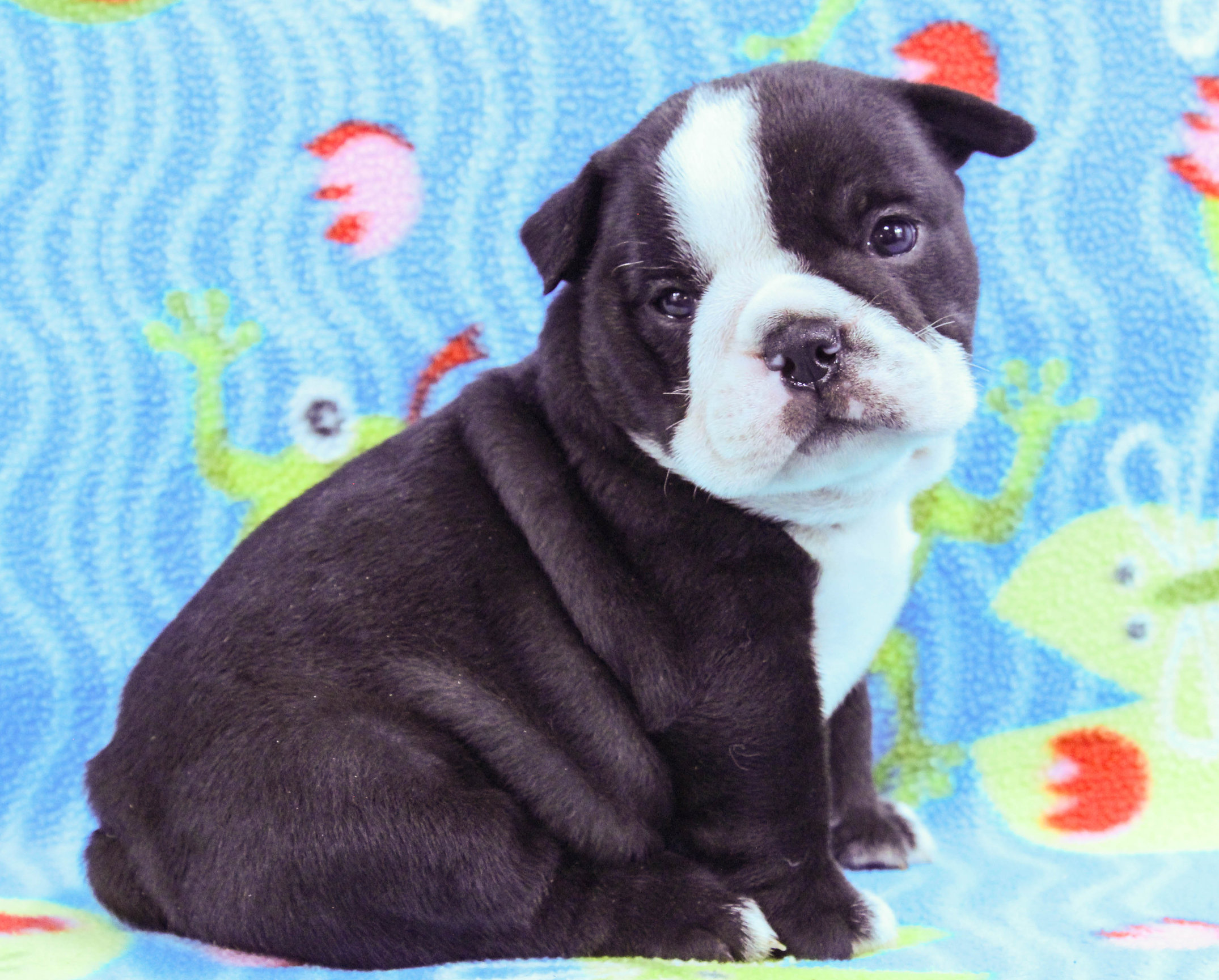 Home of the Smaller AKC English Bulldog Puppies - Newbies