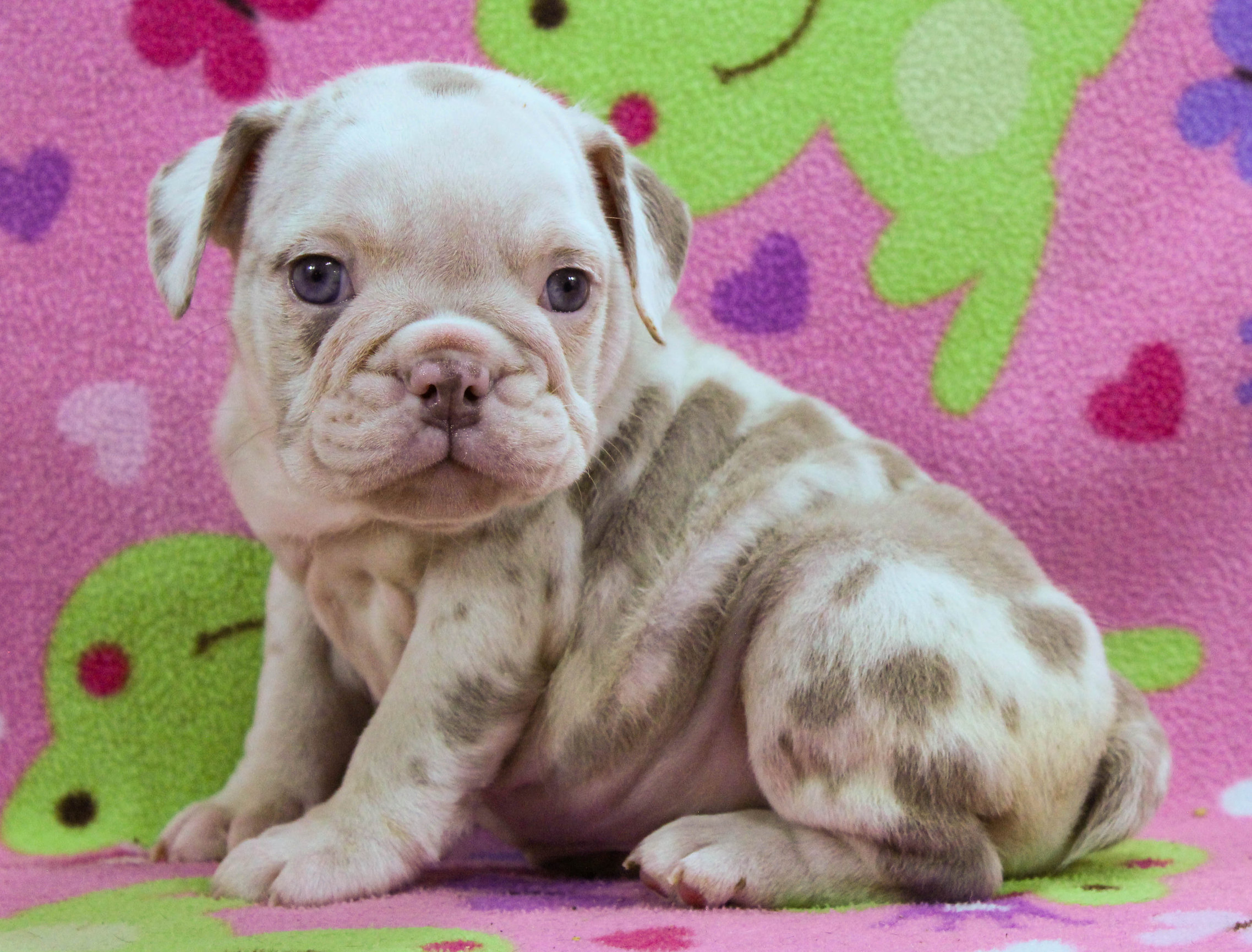 Home of the Smaller AKC English Bulldog Puppies - Newbies