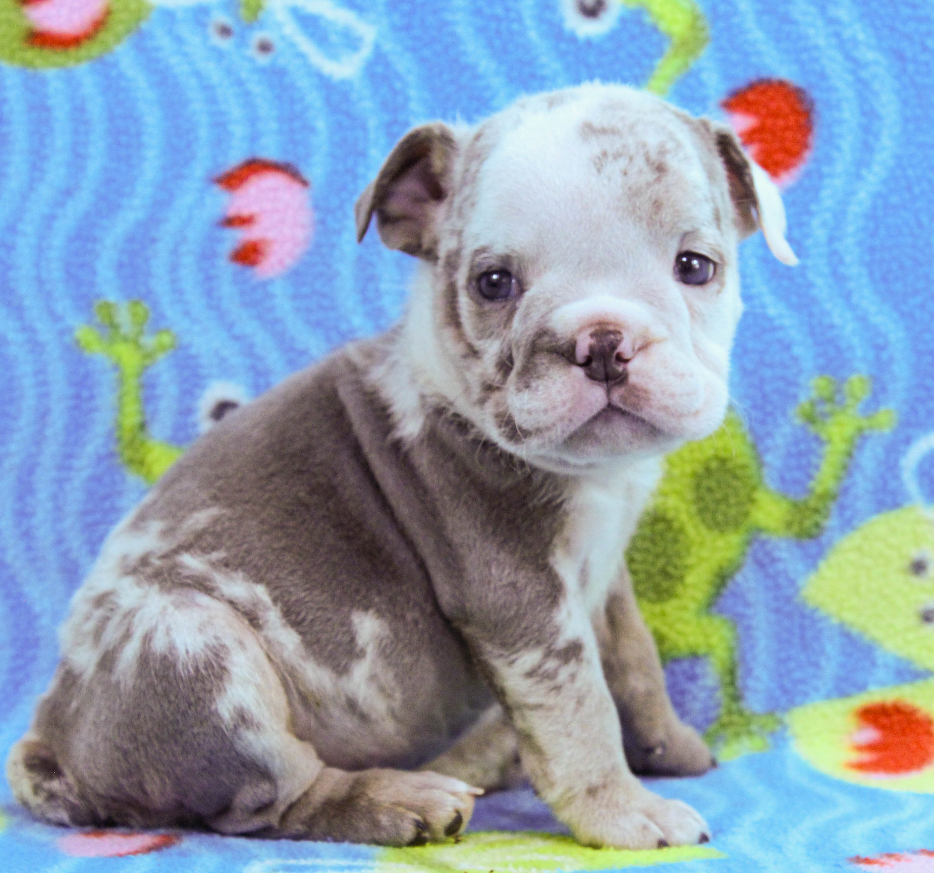 Home of the Smaller AKC English Bulldog Puppies - Newbies