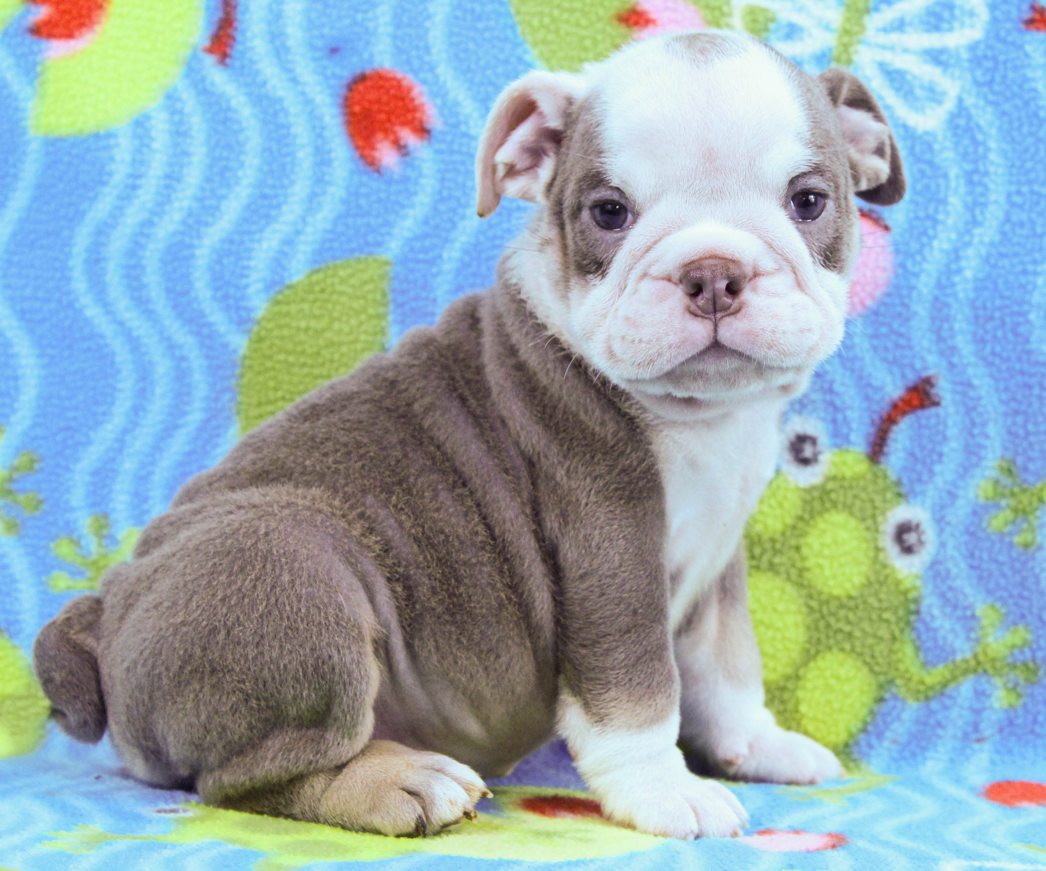 Home of the Smaller AKC English Bulldog Puppies - Newbies