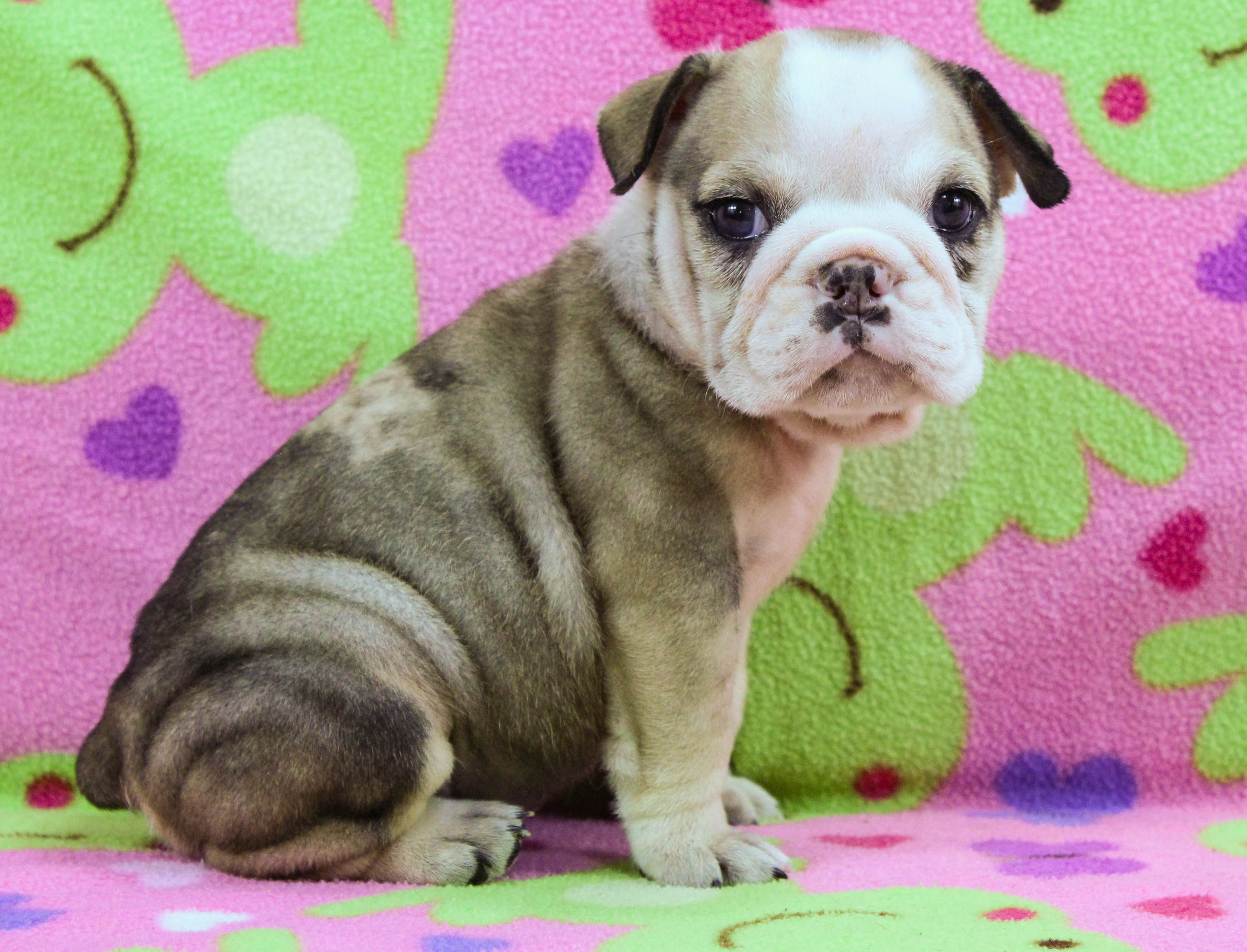 Home of the Smaller AKC English Bulldog Puppies - Newbies