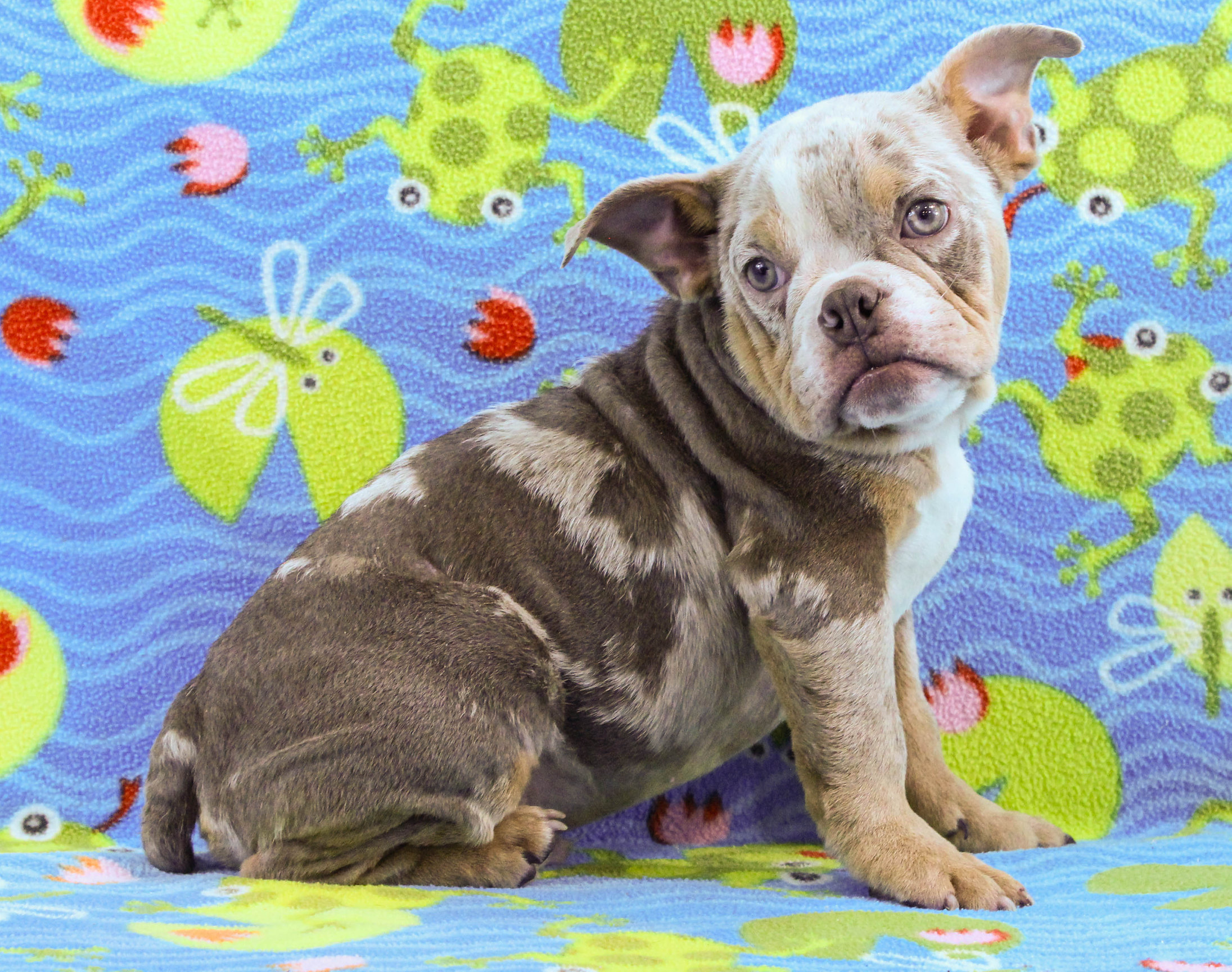 Home of the Smaller AKC English Bulldog Puppies - Newbies