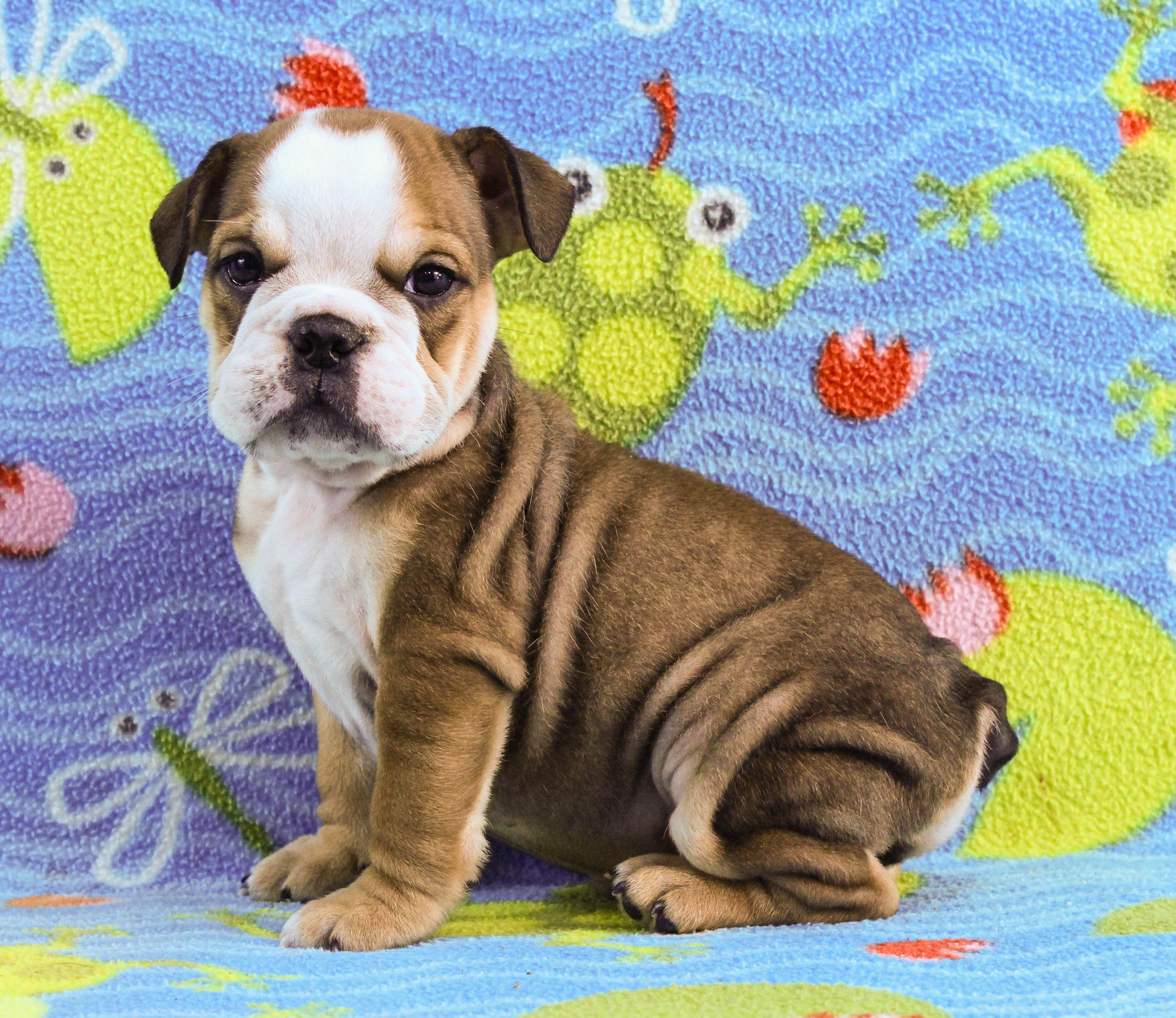 Home of the Smaller AKC English Bulldog Puppies - Newbies