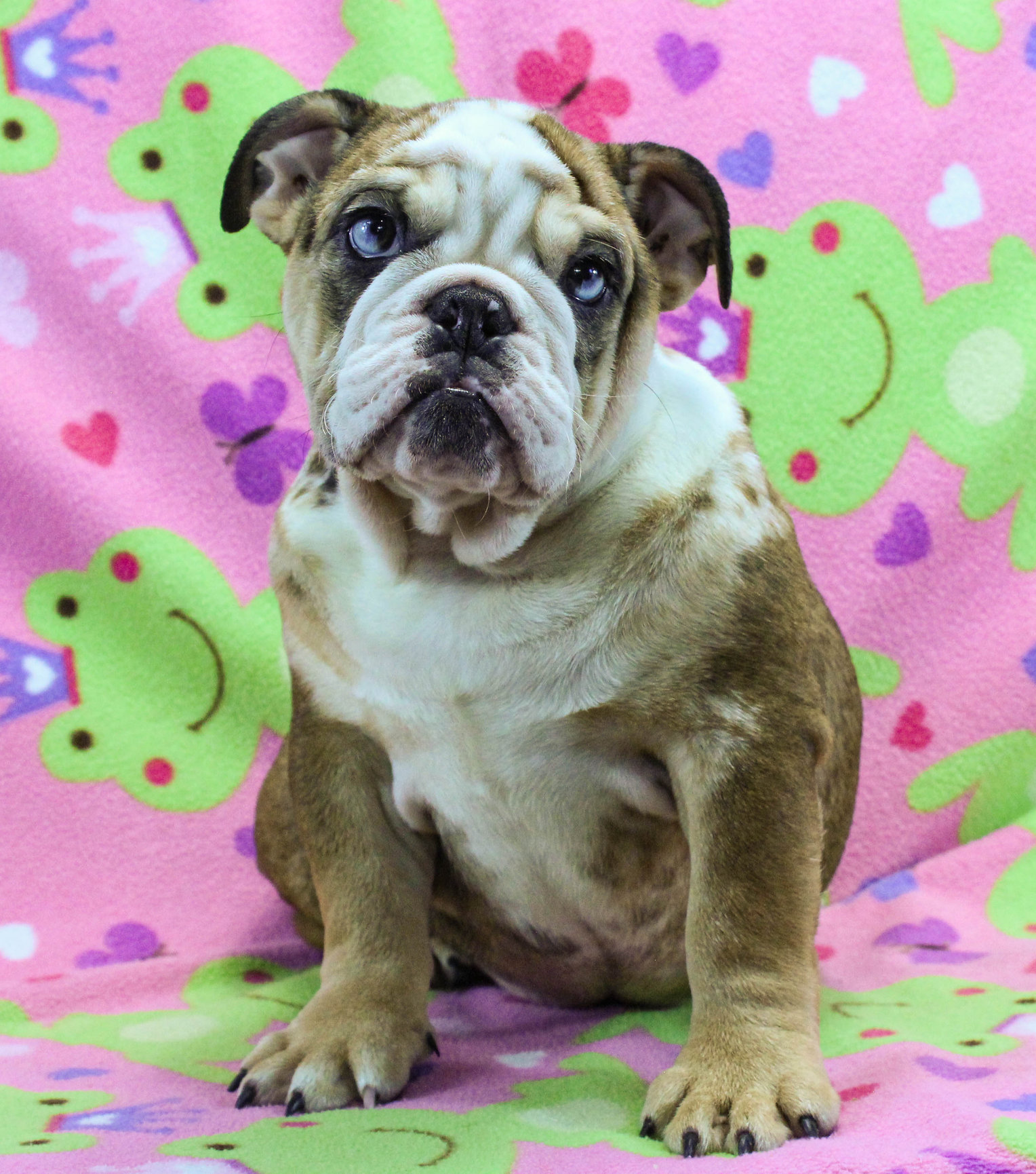 Home of the Smaller AKC English Bulldog Puppies - Newbies