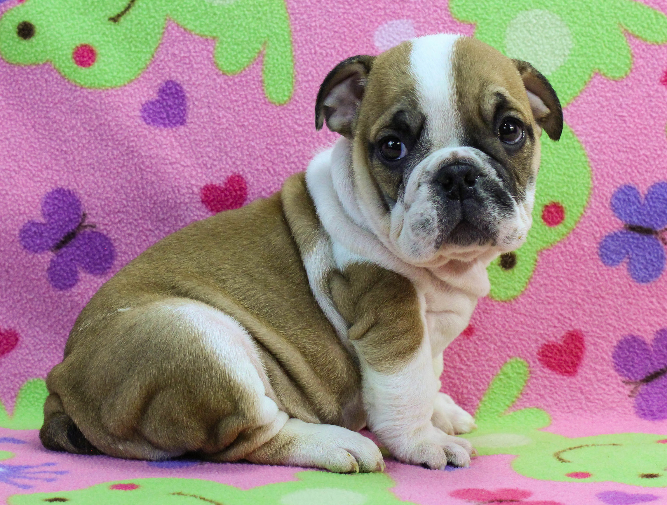 Home of the Smaller AKC English Bulldog Puppies - Newbies
