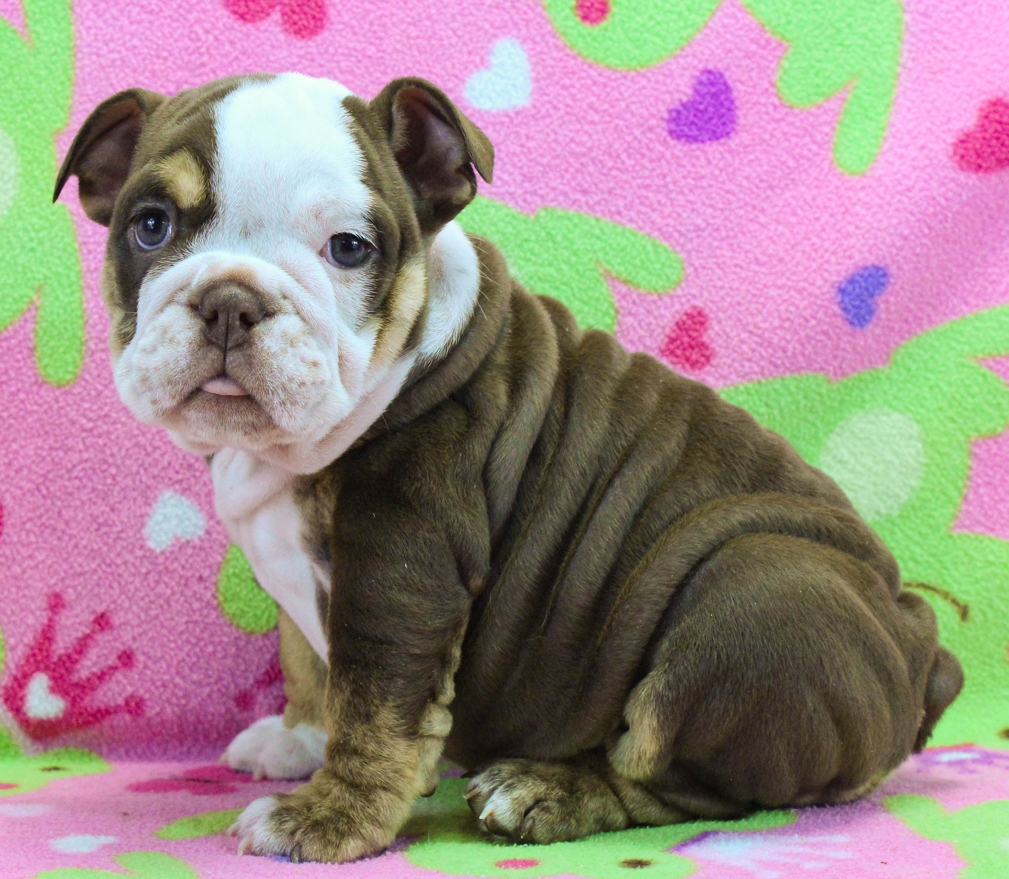 Home of the Smaller AKC English Bulldog Puppies - Newbies