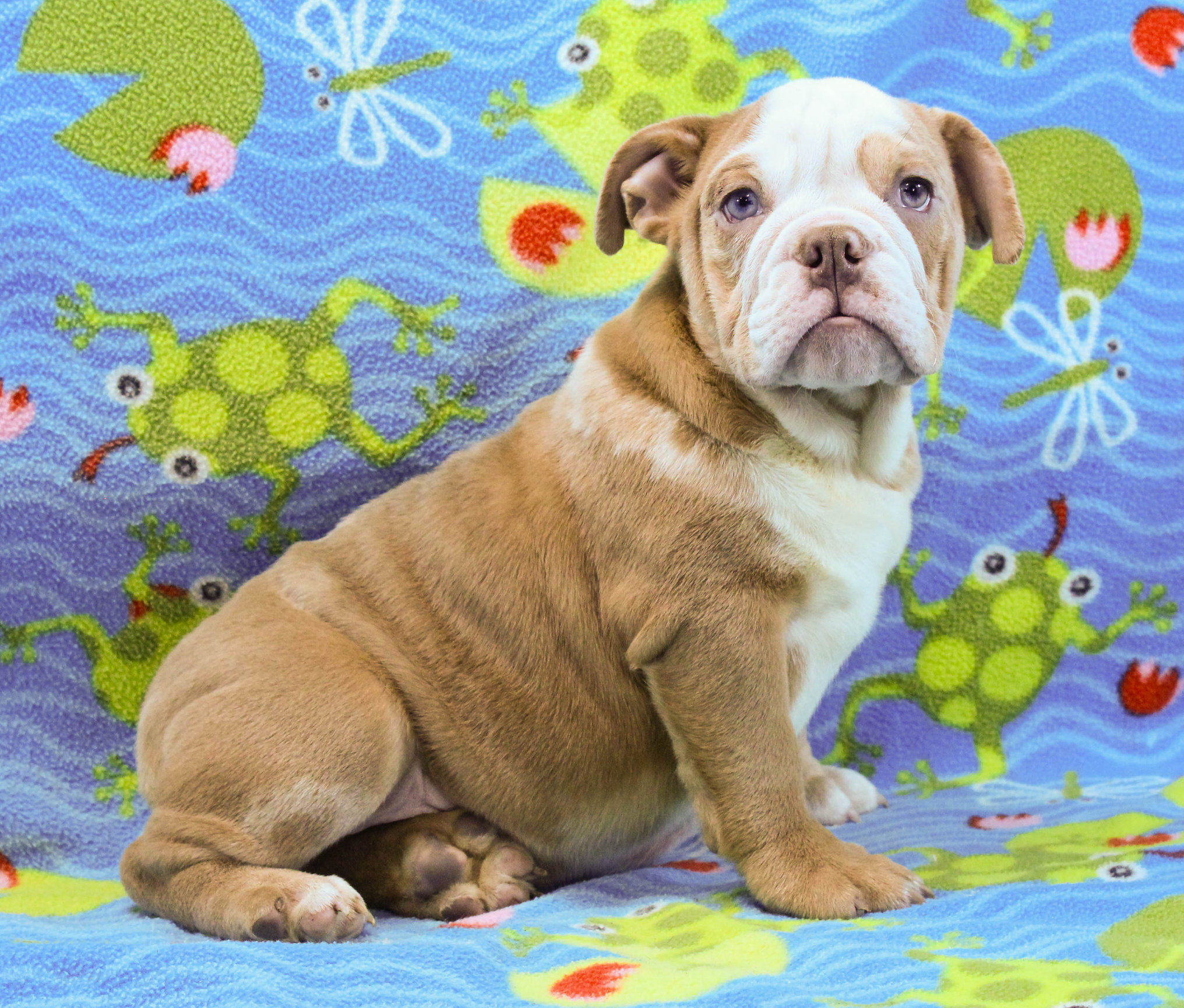 Home of the Smaller AKC English Bulldog Puppies - Newbies