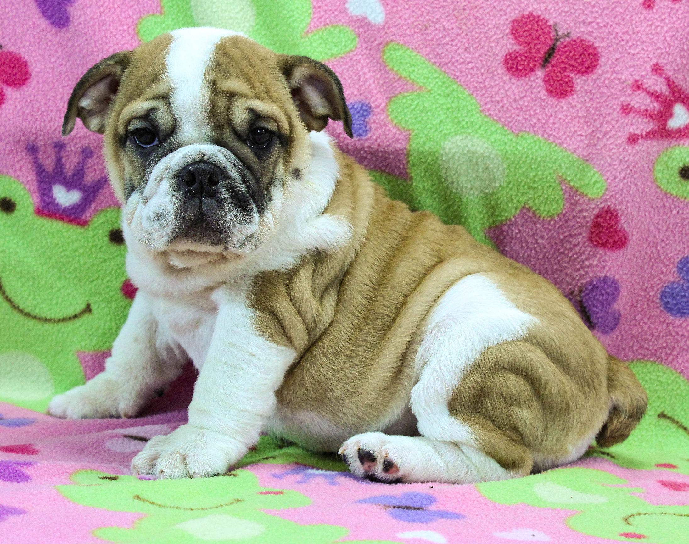 Home of the Smaller AKC English Bulldog Puppies - Newbies