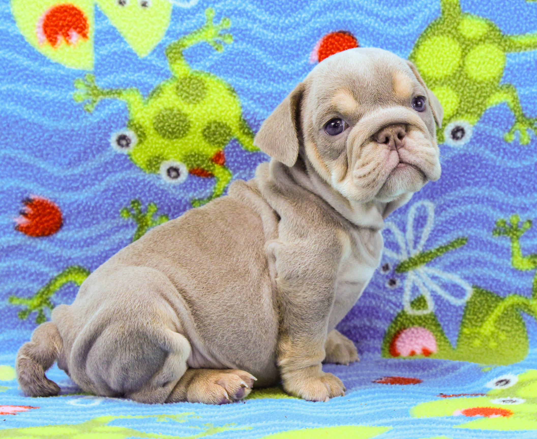 Home of the Smaller AKC English Bulldog Puppies - Newbies