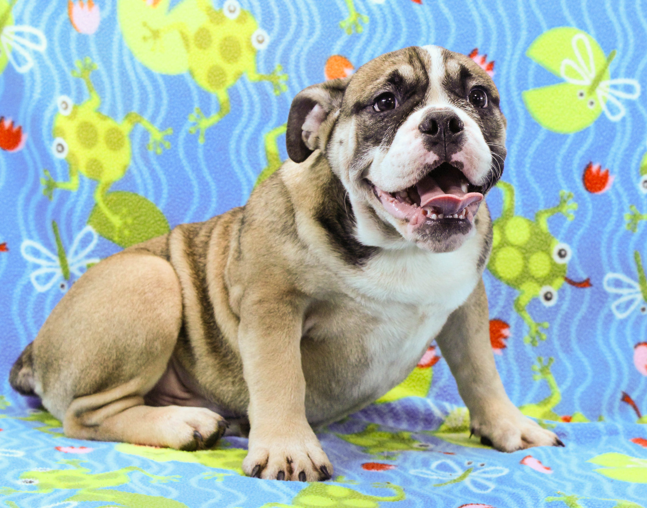 Home of the Smaller AKC English Bulldog Puppies - Newbies
