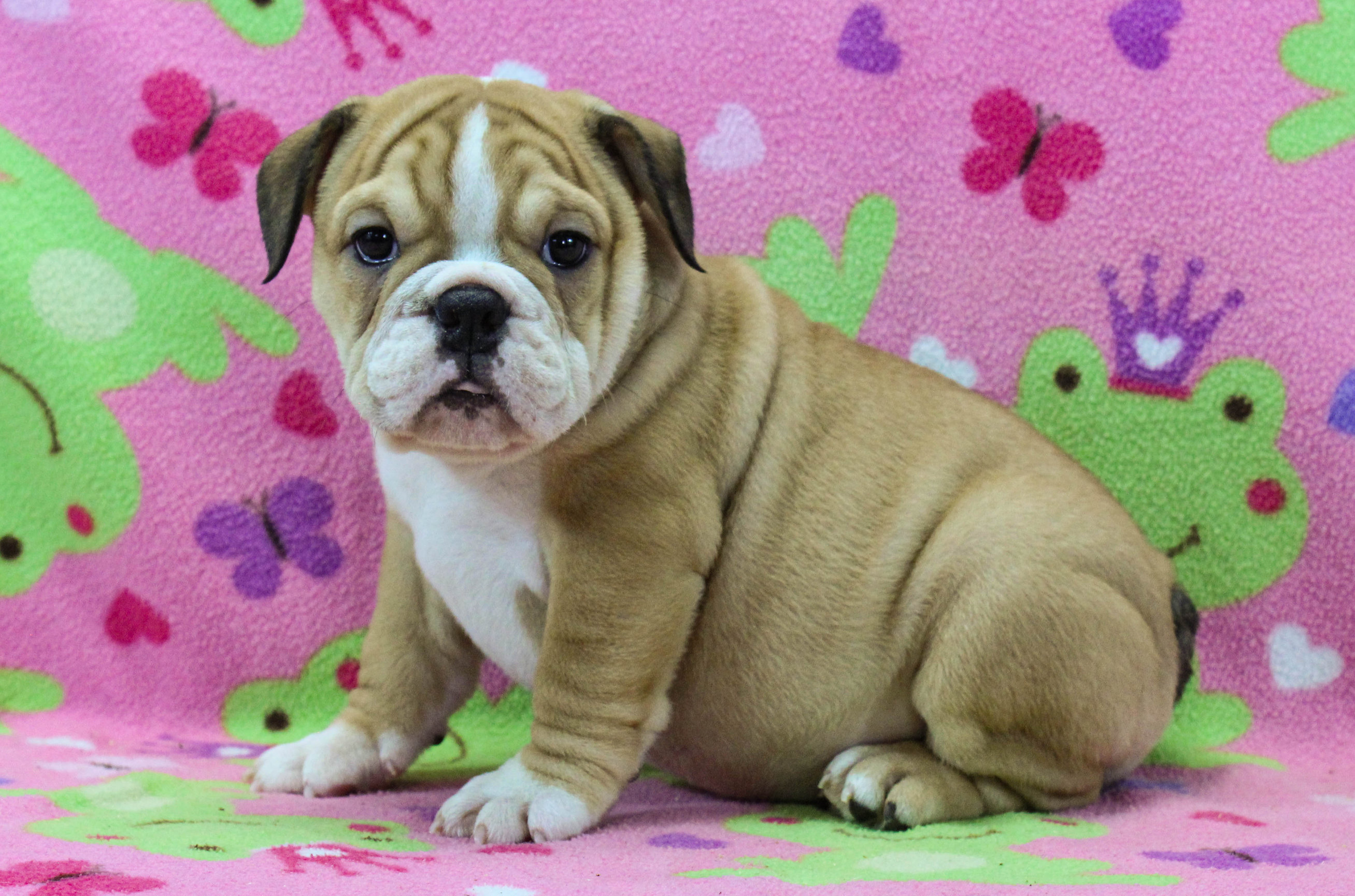Home of the Smaller AKC English Bulldog Puppies - Newbies
