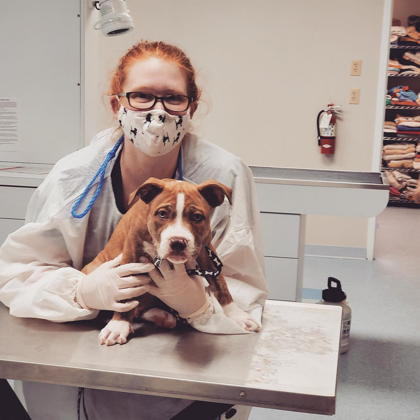 THE CLINIC - Humane Society of the Piedmont