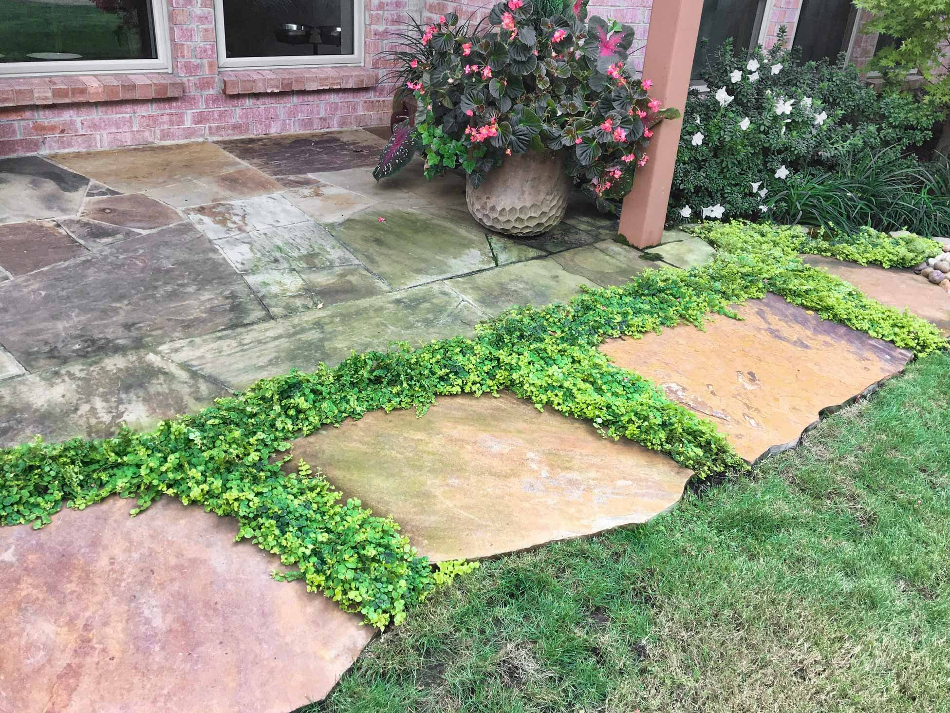 Dog Friendly Landscape Tips