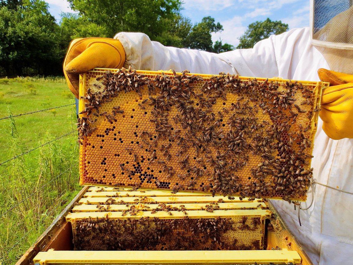 Dallas Raw Honey & Queen Bees for Sale Joyful Bee Farms